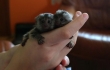 pygmy marmoset monkeys for sale